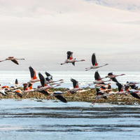 flamencos